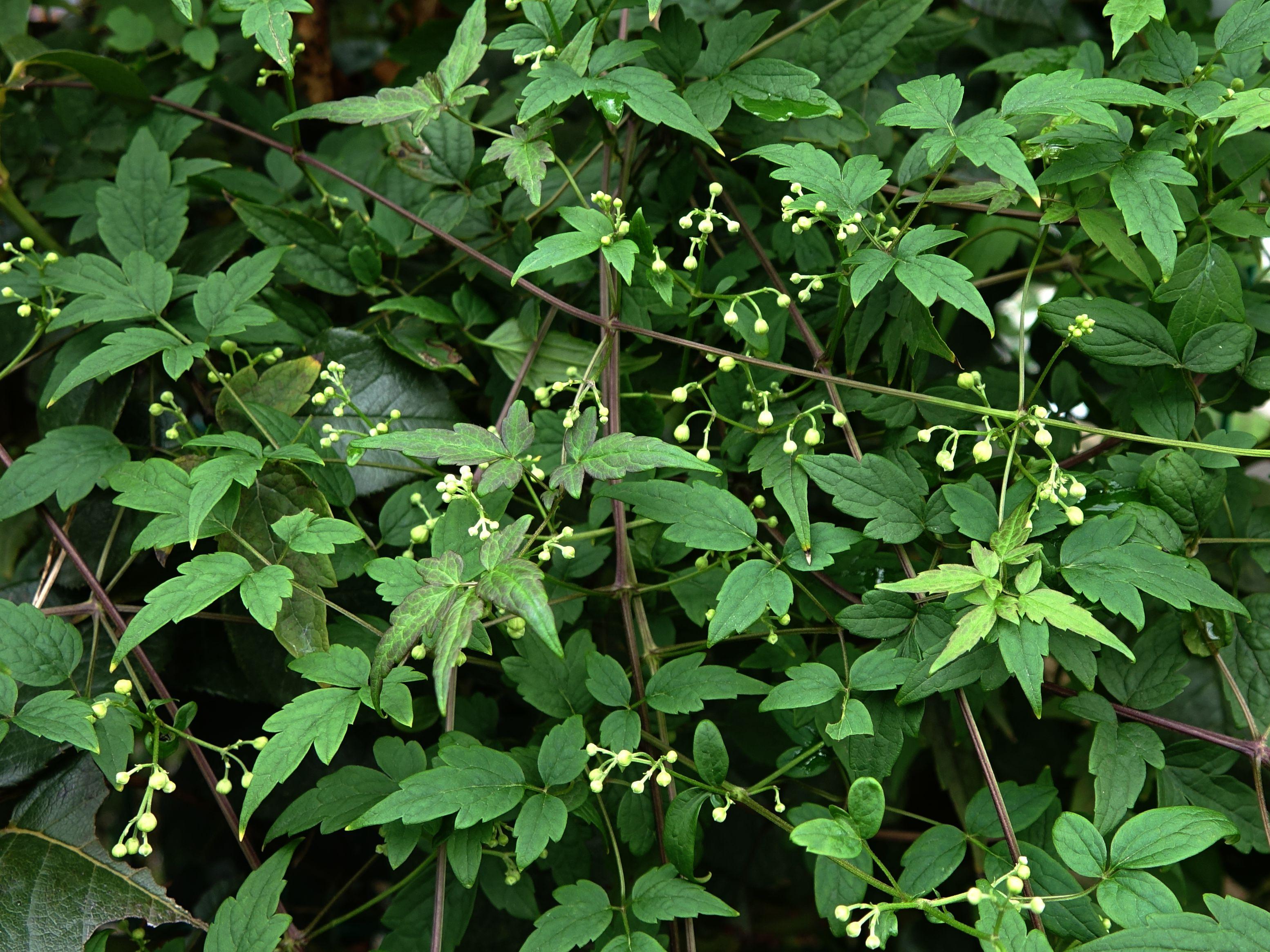 花木春秋38:短尾铁线莲 - 花像洁白的雪片,果像厚厚的雪团_植物_中国