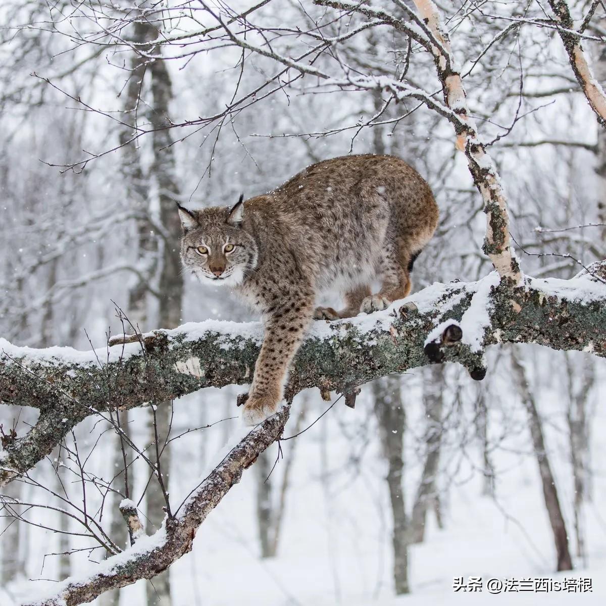 1对1能杀成年狼_猞猁_尾巴_个头