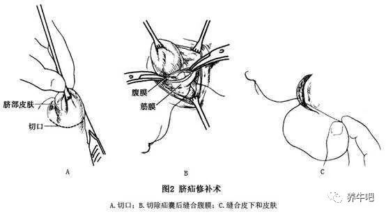 犬腹股沟隐睾手术图解图片