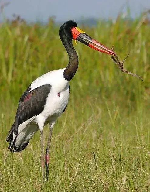 自然之美:鞍嘴鹳_高美_非洲地区_鸟类