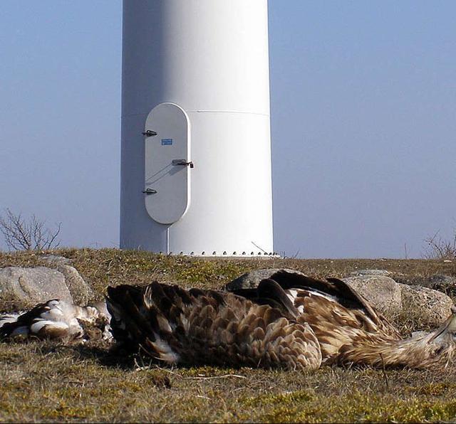 风电机绞杀1300只猛禽，成新**“食肉动物”，还要发展风电吗？(图3)