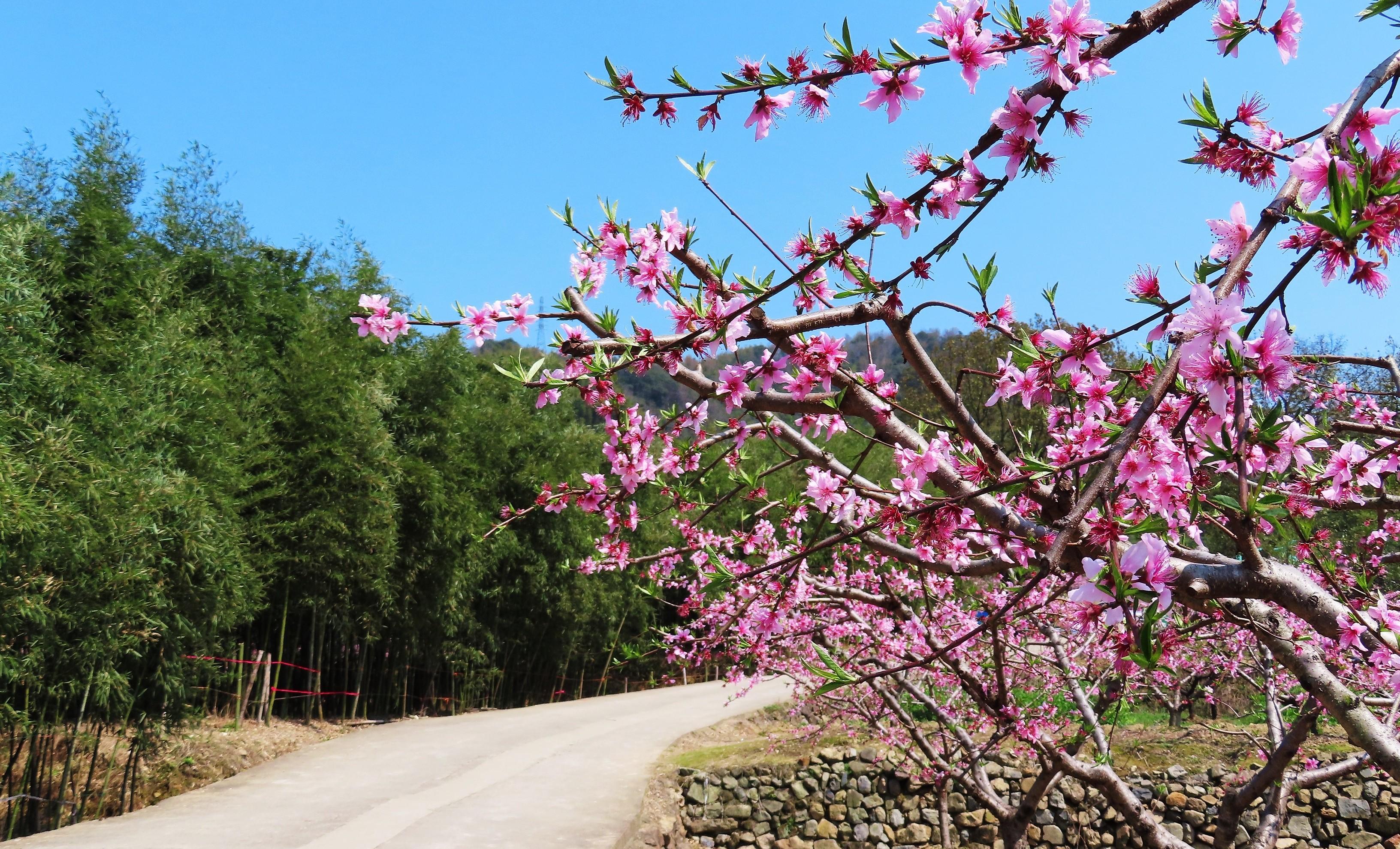 奉化新建村桃花图片