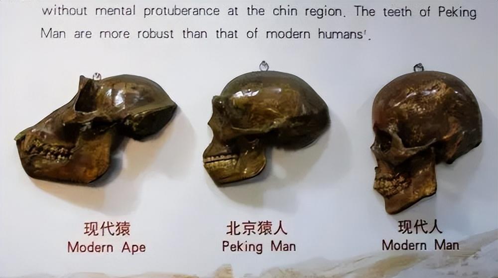 第四阶段为智人阶段,包括早期智人与晚期智人,早期智人来自20万年—10