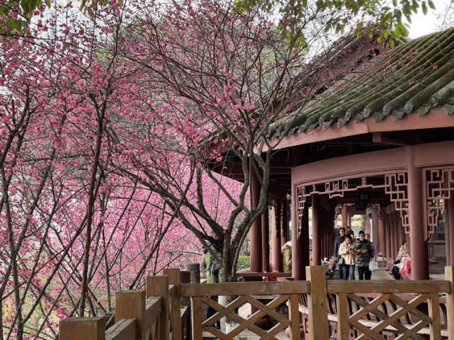成都望江楼,红梅绽放十里香_锦江_望江楼公园_花朵