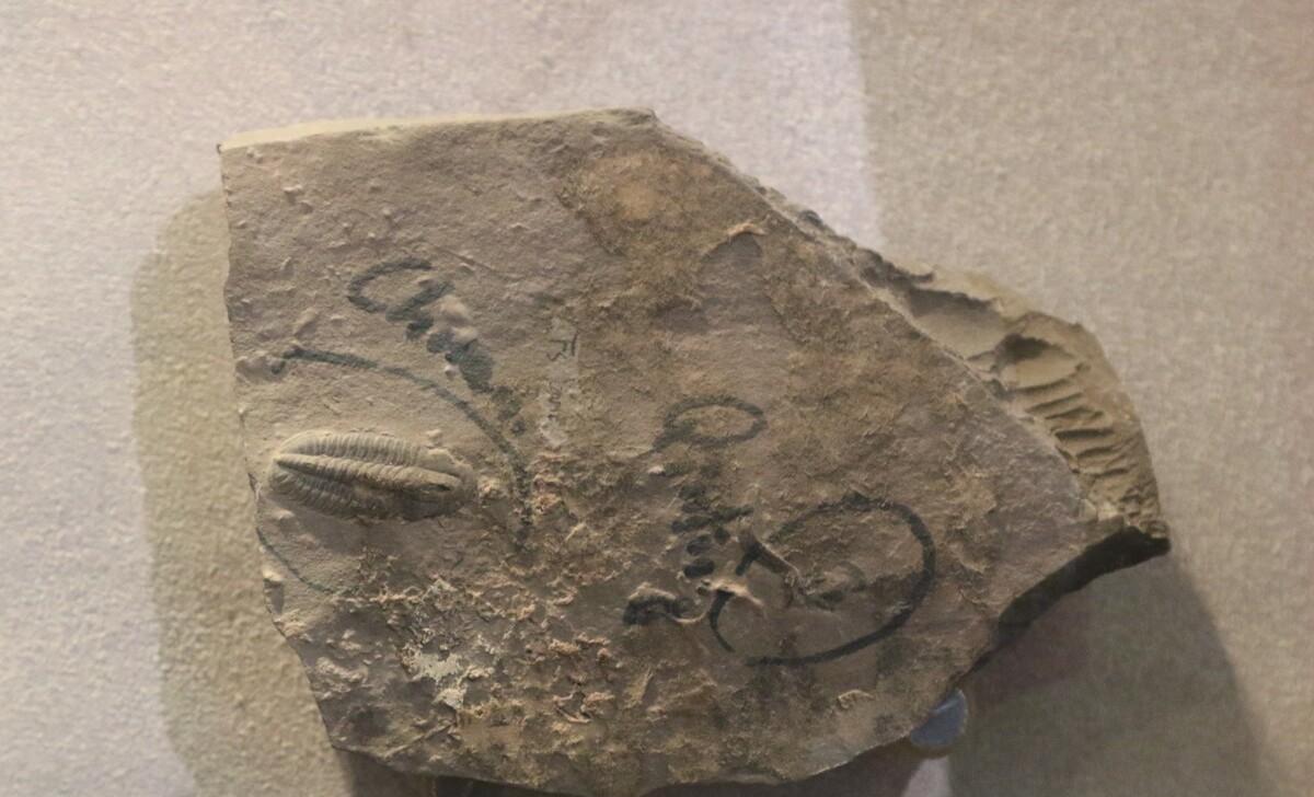 泉城龙洞佛峪,三叶虫化石驻留的七彩鱼仔石,被垒做寺院护墙石!