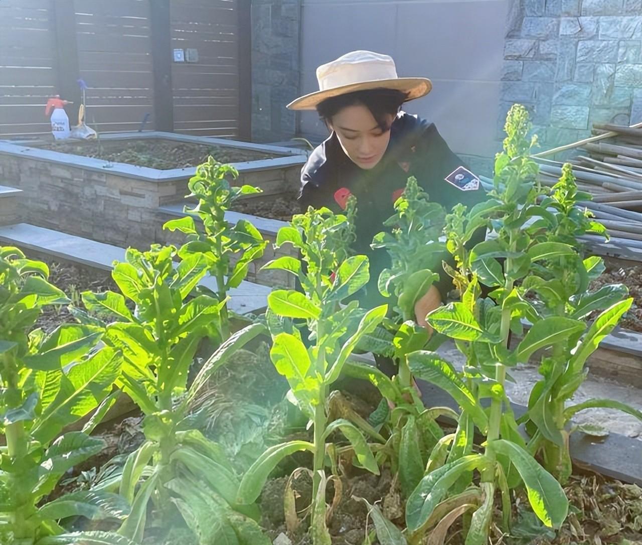 张馨予晒自家菜园火了,又种菜又养花,网友:嫁对人,太羡慕了_生活_桃子