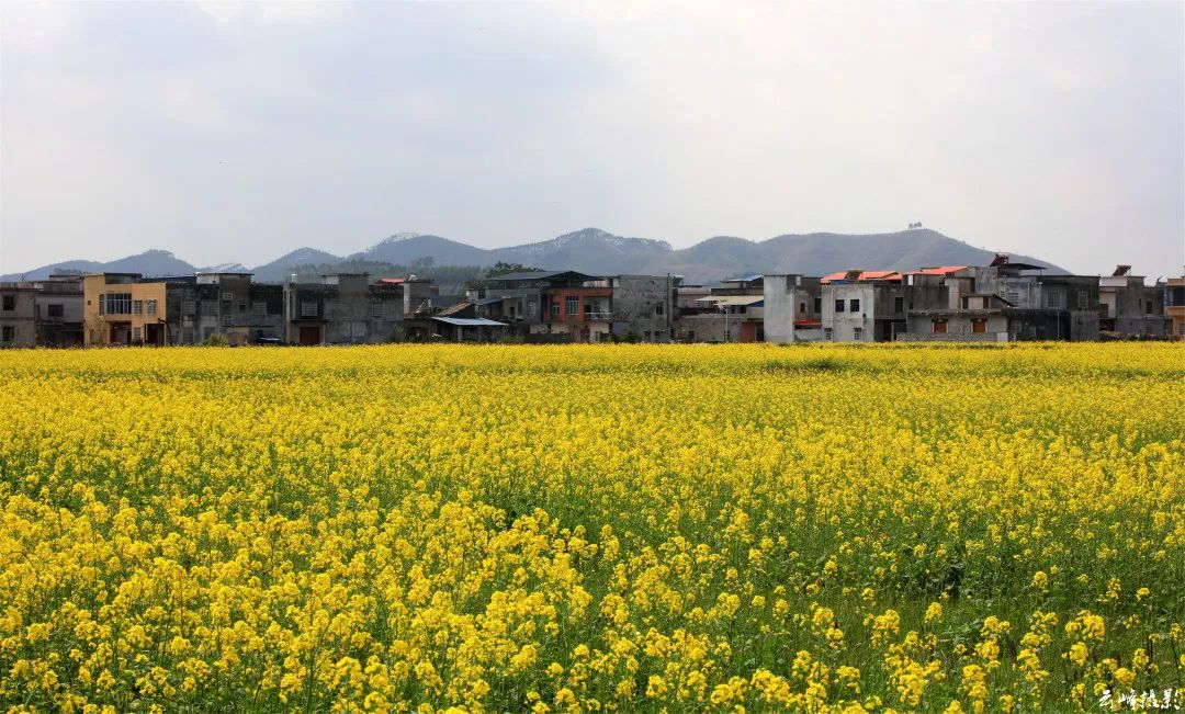 南寧這片油菜花海,千畝金黃,收盡二月春光| 廣西旅遊年卡_花朵_地址