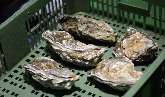 熊本生蚝、西雅图奶油生蚝……美国**生蚝大赏！(图15)