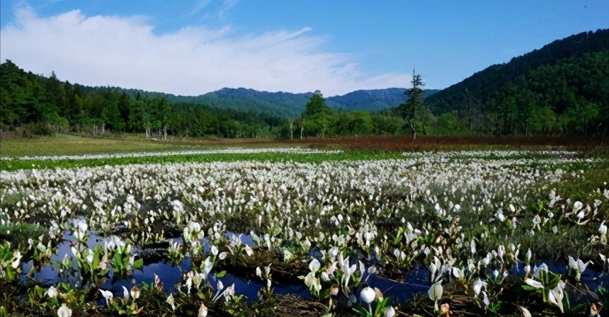 造访日本最大的高原湿地「尾濑之原」,自然宝库的两天一夜行程