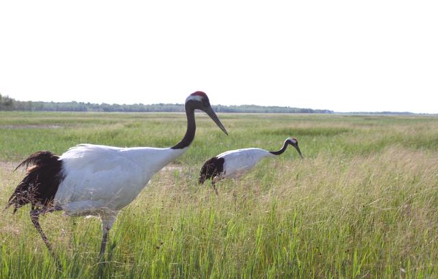 长相很仙儿的蓑羽鹤,首次现身官厅水库_监测_我国_白枕鹤