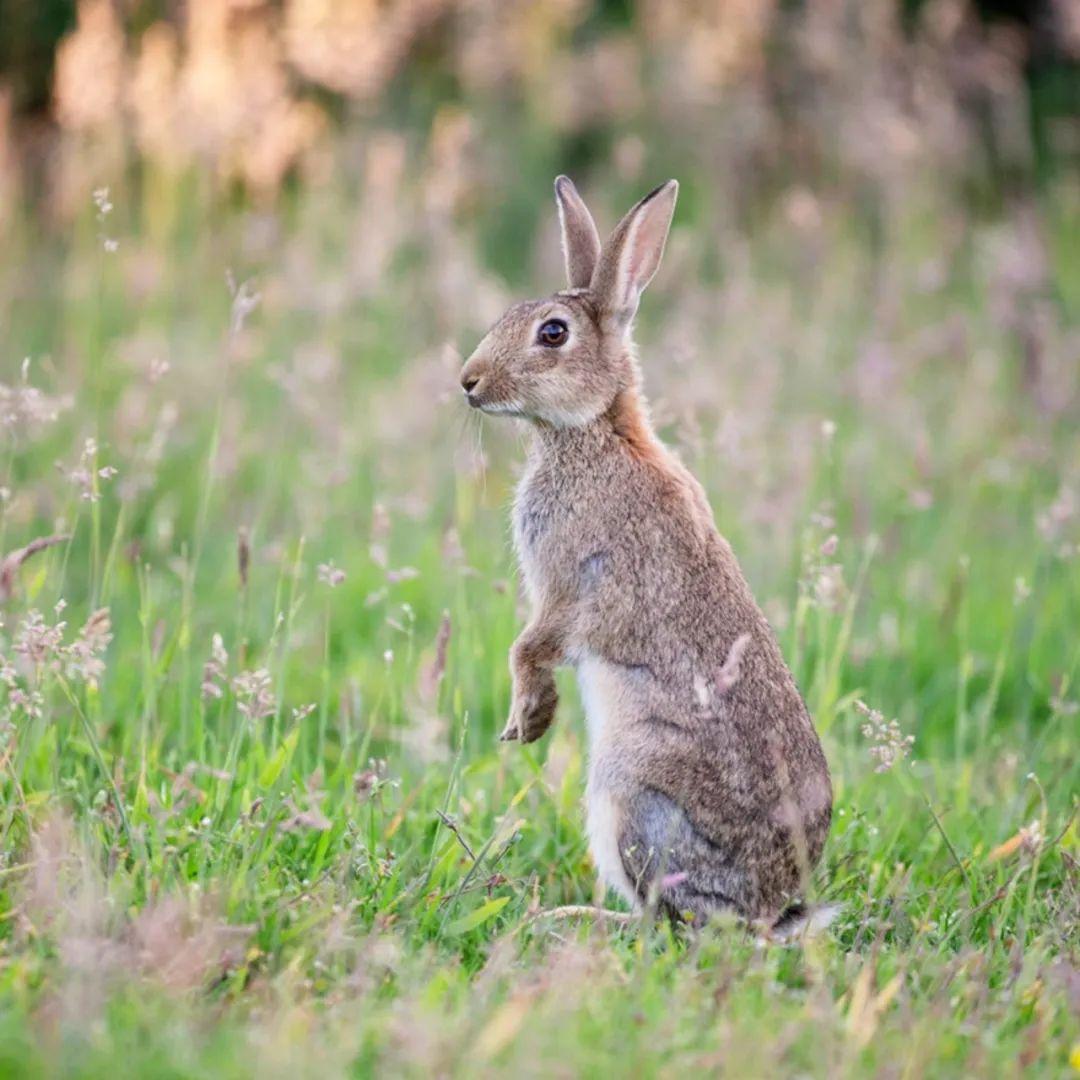 兔年新春观赏地球上可爱的兔_生活_兔子_物种