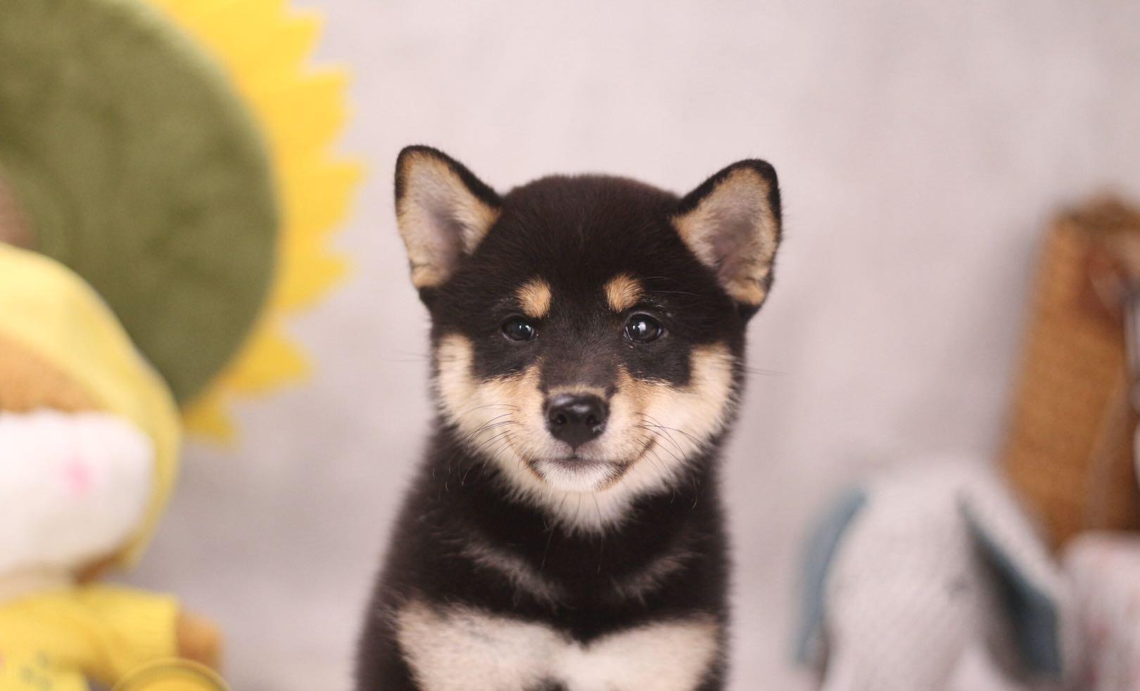 多少钱能买一只柴犬？5000买黑柴贵吗？_搜狐网