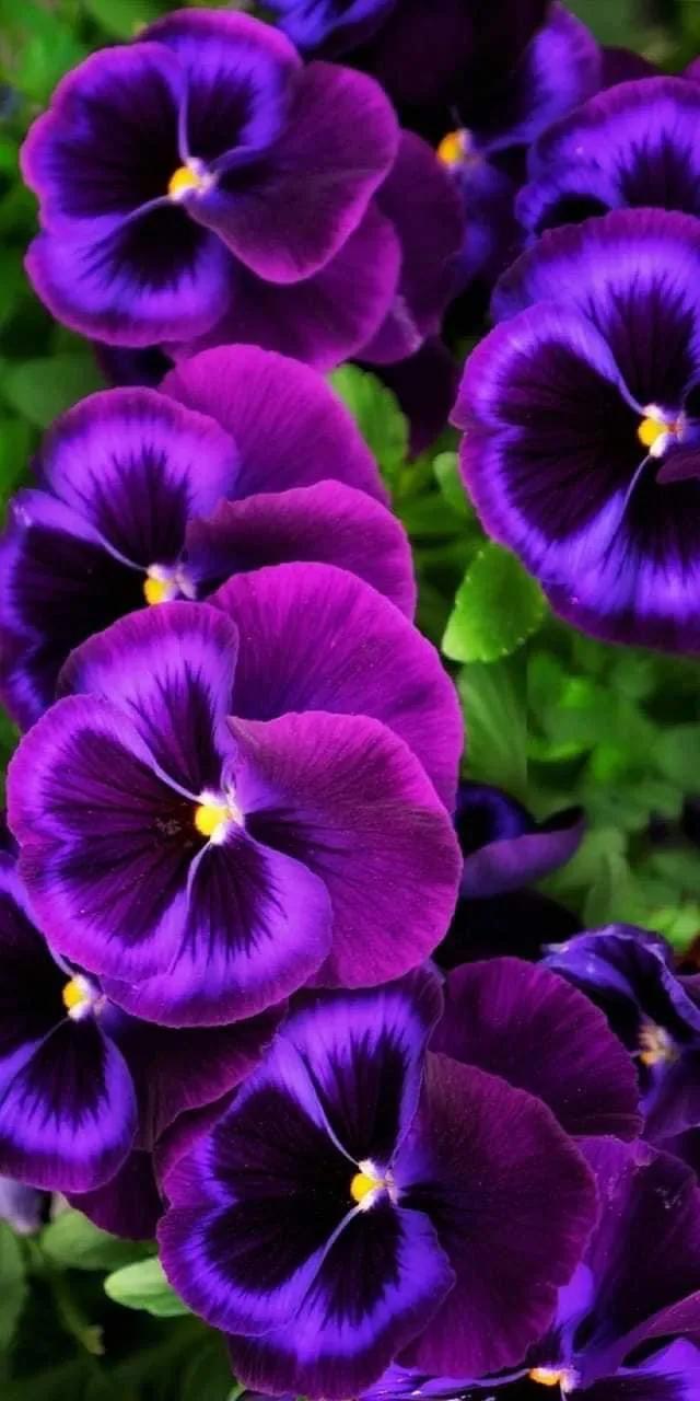 紫色的花朵美得令人窒息,你希望和谁一起去领略这浪漫的紫色