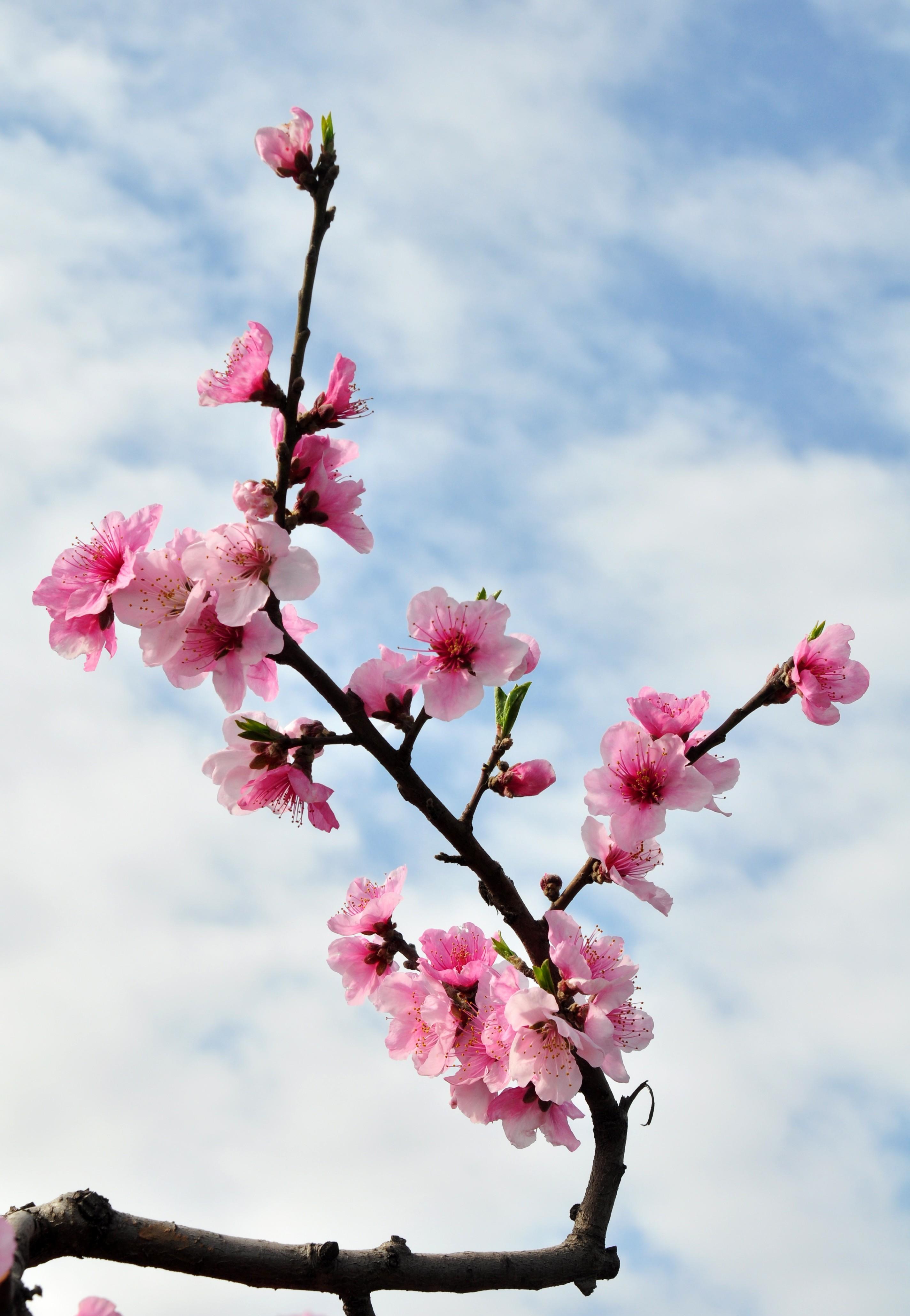 山东肥城:刘台村万亩桃园花蕊竞相绽放 俯瞰桃花源美丽画卷_景区_乡村