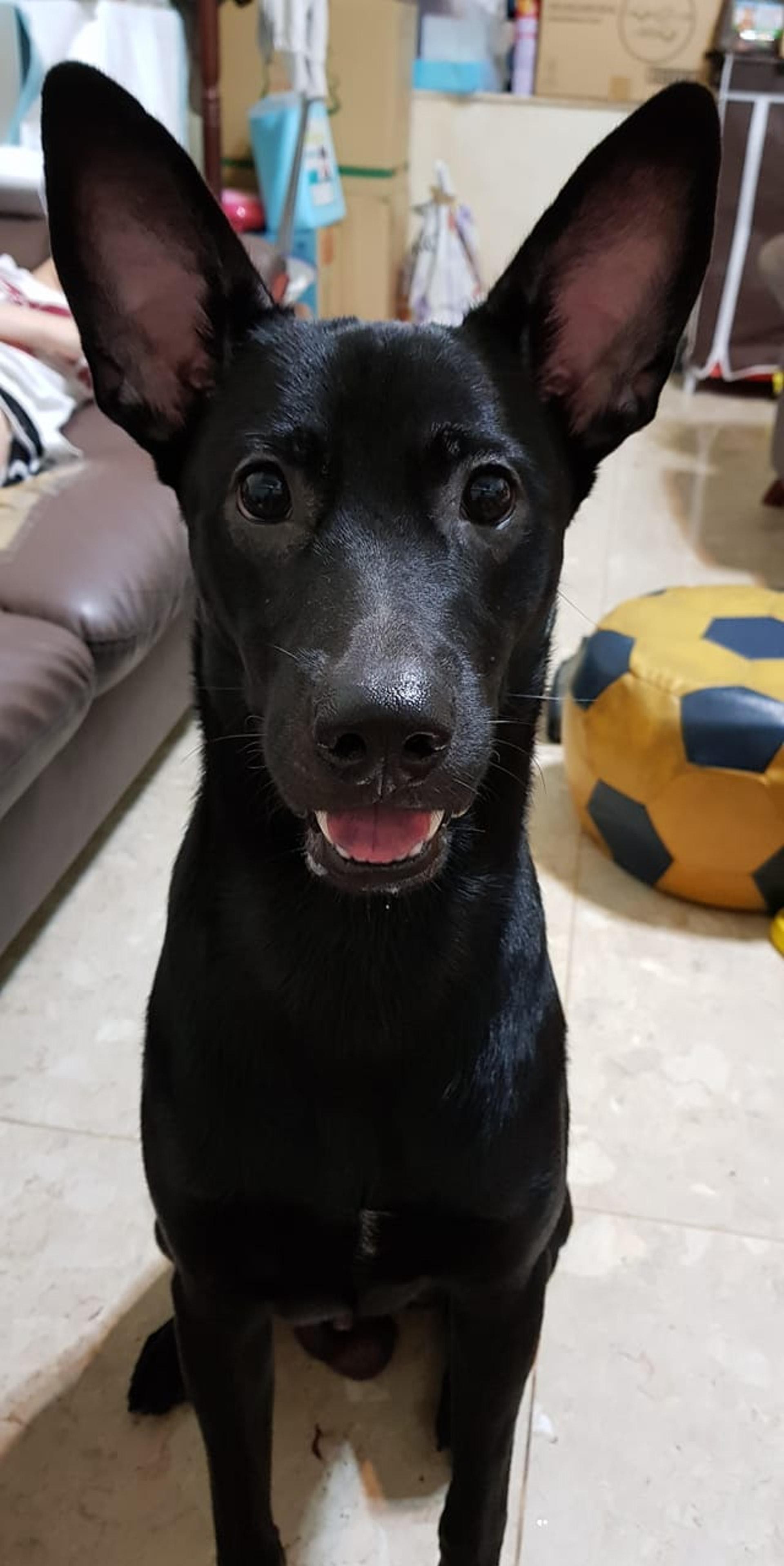 妈行车捡到黑色「小老鼠」 养1年惊变30kg巨鼠吓坏网民