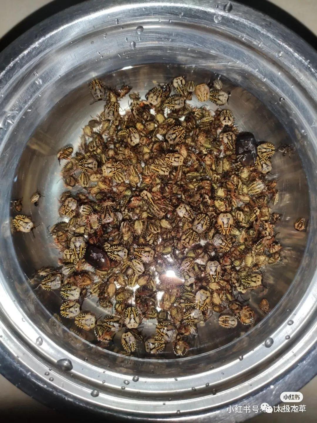 打屁虫炒熟之后就是九香虫可用于胃寒胀痛肾阳不足
