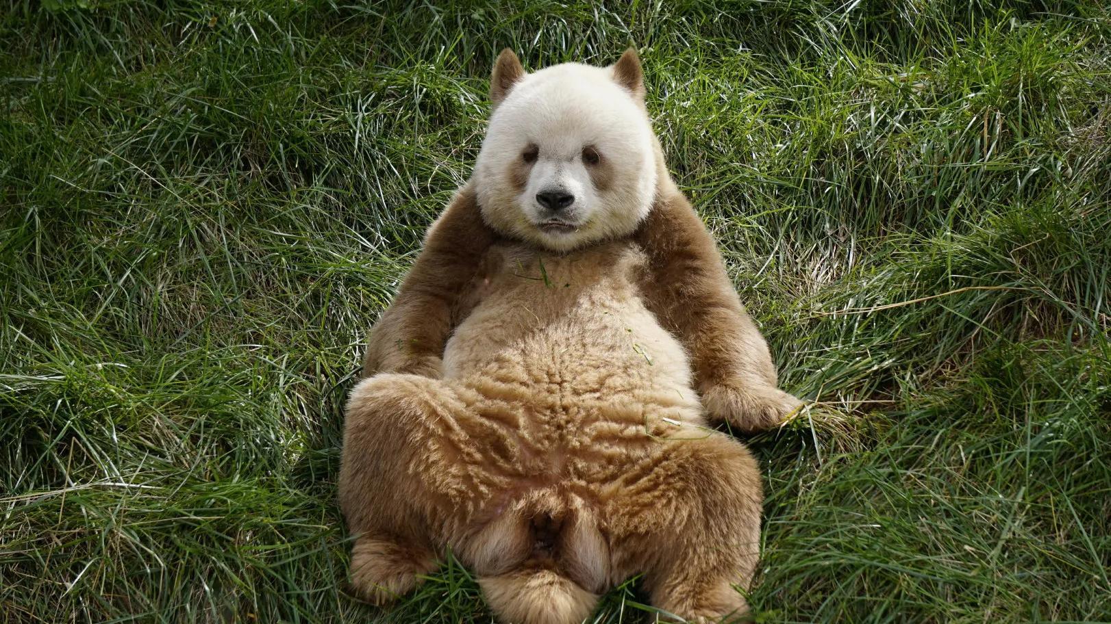全球唯一圈养的棕色大熊猫