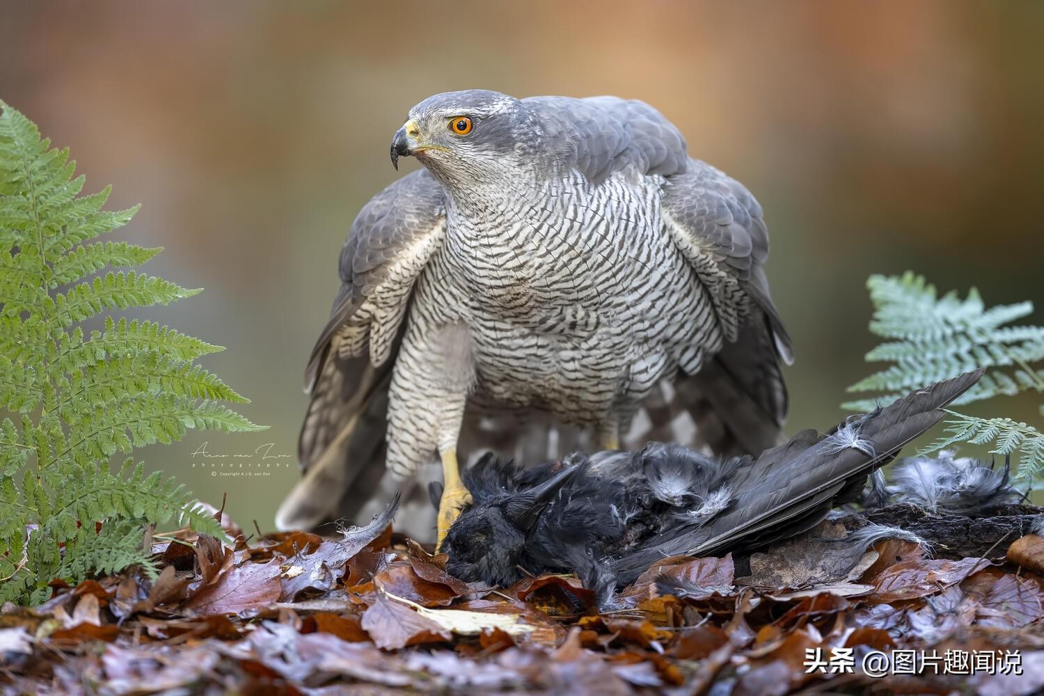 23:正在觅食的兔子还没来得及反应,就被游隼两带走了,残酷的大自然.