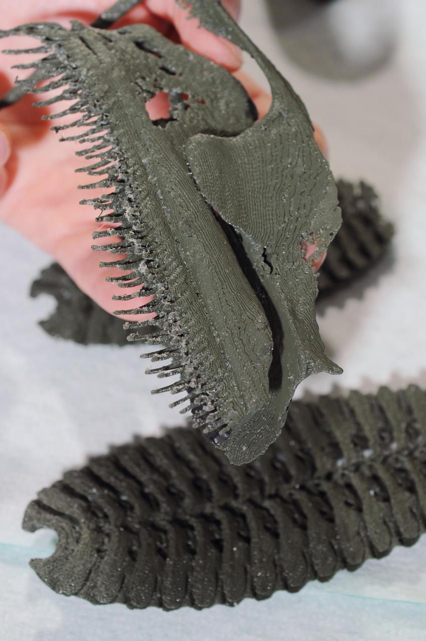 海里最会搭便车的鱼,为了偷懒也是拼了,把鱼鳍演化成"印章"_印鱼_吸盘