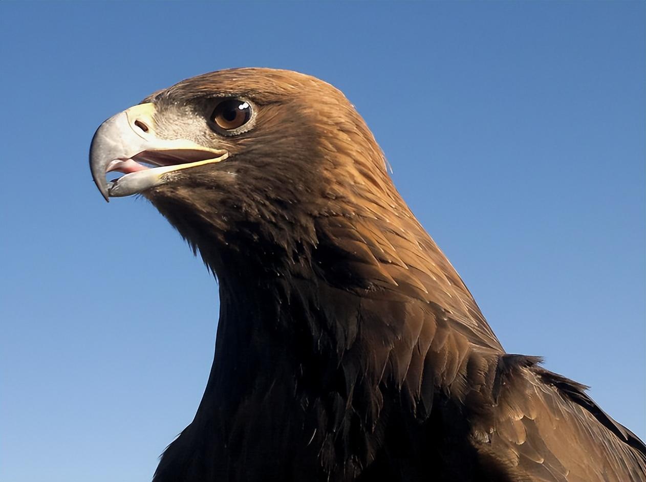 2年后妻儿被野狼咬伤,金雕猎杀野狼帮其复仇_赵强_叫声_羊群