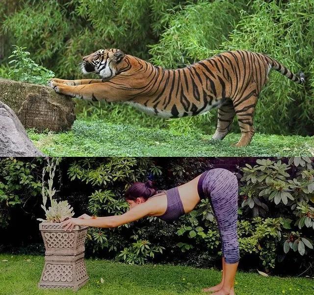 如果动物也"瑜伽"是什么样子?这只熊猫也太萌了_动作_青蛙_于运动