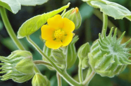 地里各种植物的果实就成了美味,野地瓜,黑天天,老瓜瓢,茅针,这种野草
