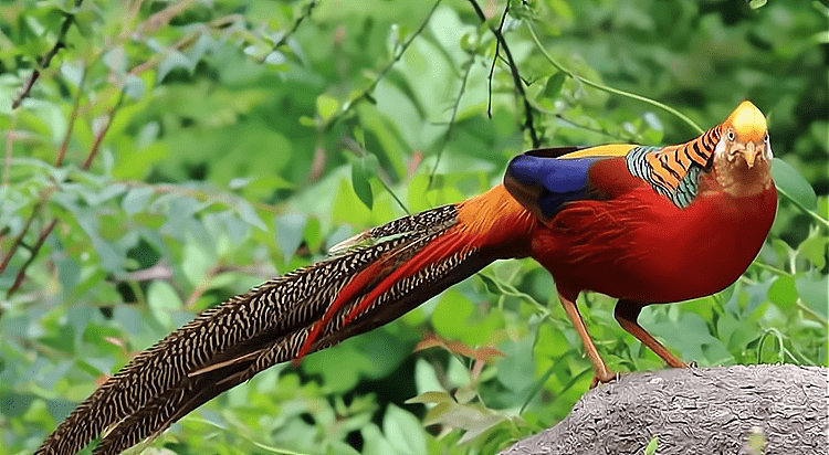 很多外地人赶来要一睹凤凰的风采,可是这些红锦腹鸡见到陌生人到来