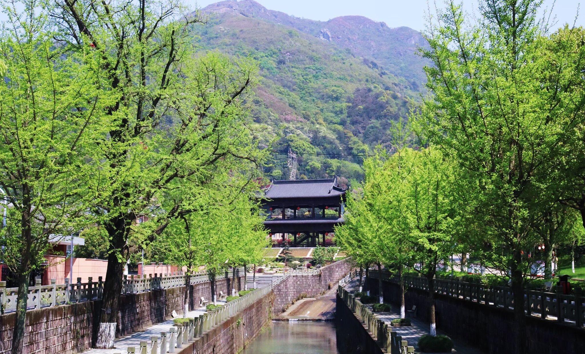 奉化金峨山的杜鹃花火了,漫山红遍似云霞,美丽壮观,你打卡了吗_上山