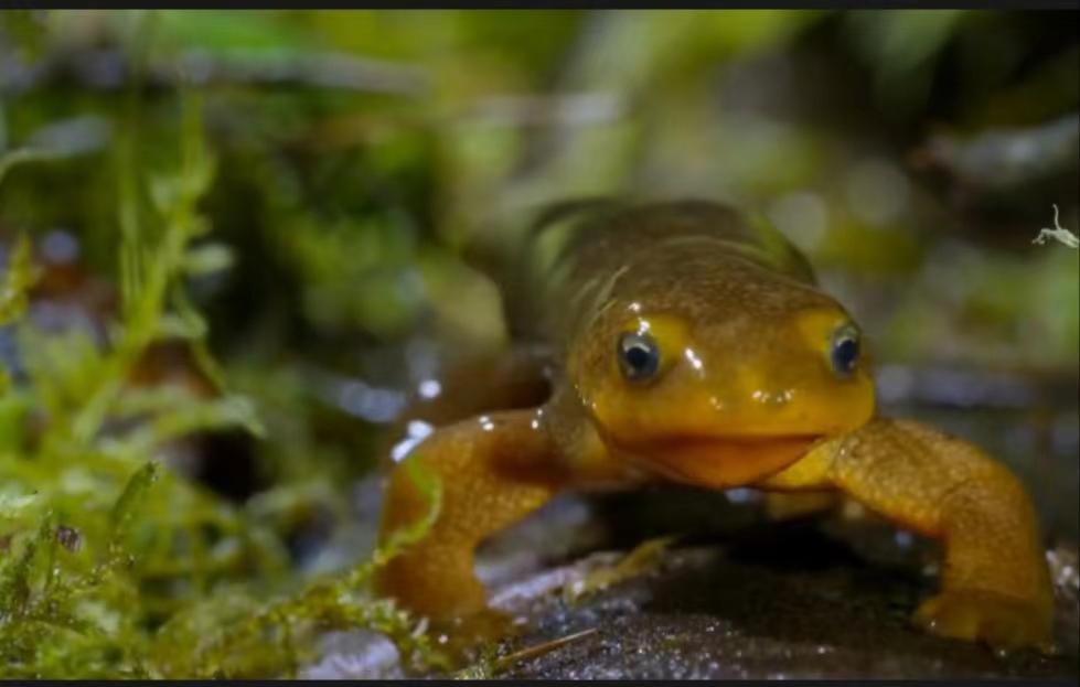 蠑螈,別名:四腳魚 世界上最奇怪,最獨特的動物之一_四肢_再生_腹部