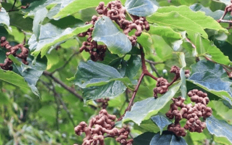 味道甜如蜜糖,下霜后才成熟,城里人当零食,农村人用它泡酒_野果_水果