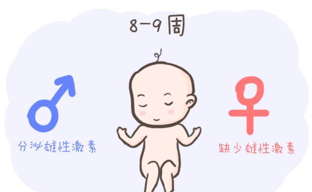 孕检怎么看男女(附5个方法)