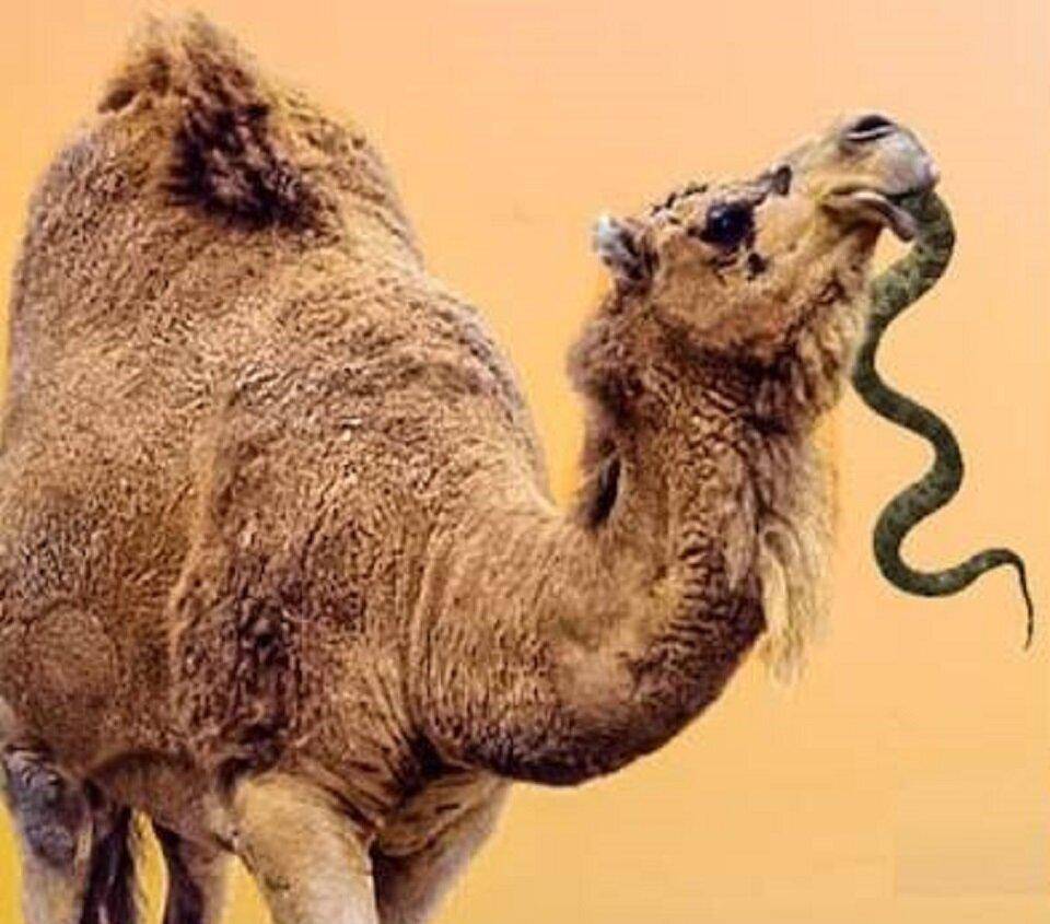 骆驼虫价值图片