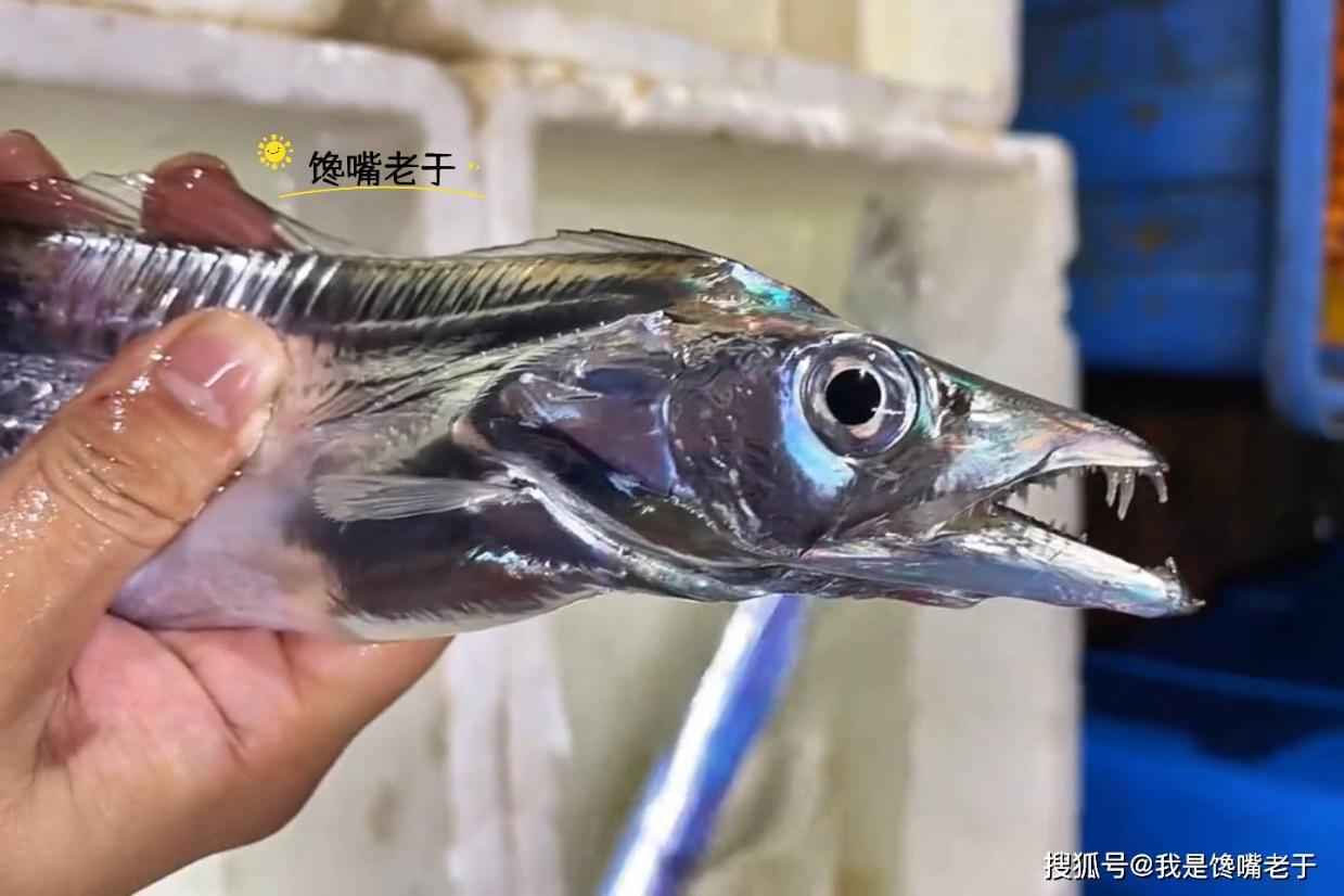 二月这鱼正鲜嫩，被称为“净海龙”蛋白质是鸡蛋的3倍，好吃不贵_搜狐网