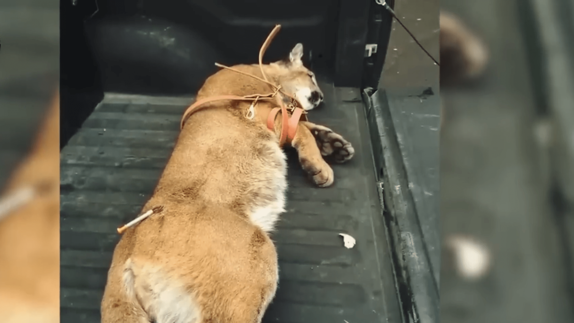 受伤的母狮哀嚎求救,男人舍命上前查看,没想到母狮被铁夹重伤_里克斯