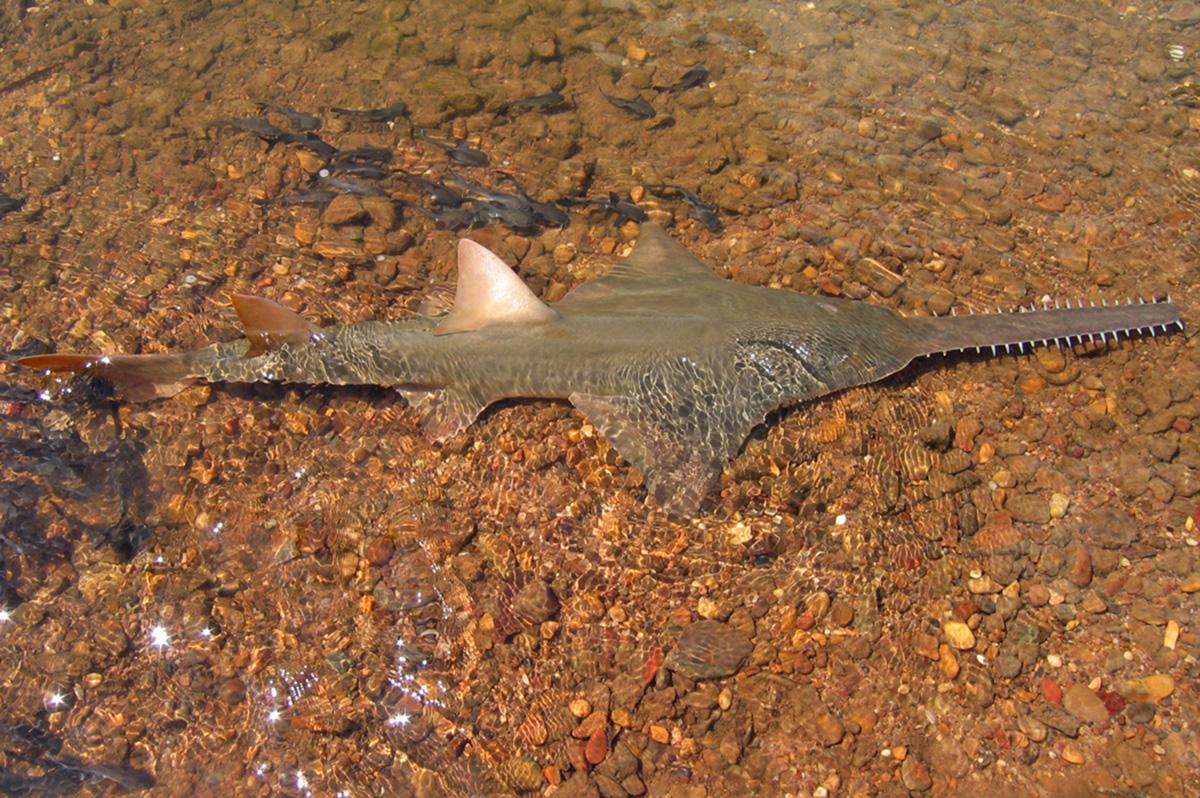 锯鳐:头顶长"法器"的电锯刺客,体长达七米,浑身是宝险些灭绝_动物