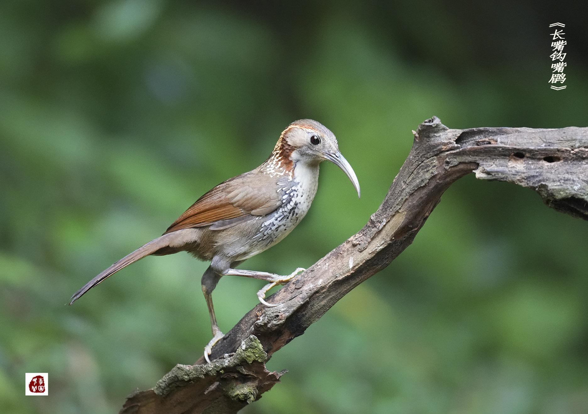 长嘴钩嘴鹛(鸟类科普第二期)_褐色_白色_亚种
