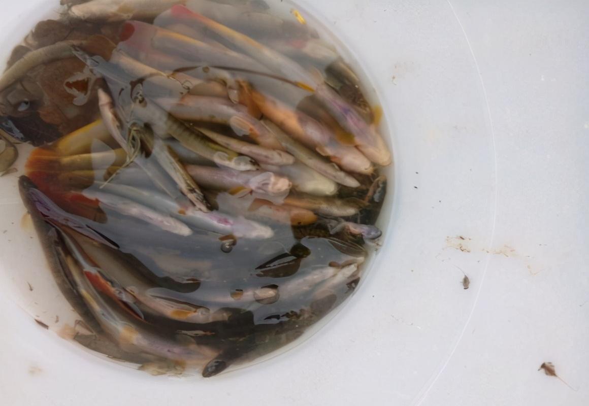 不过在民间,一般叫它红尾巴,红尾子,钢鳅,玄鱼子等等.