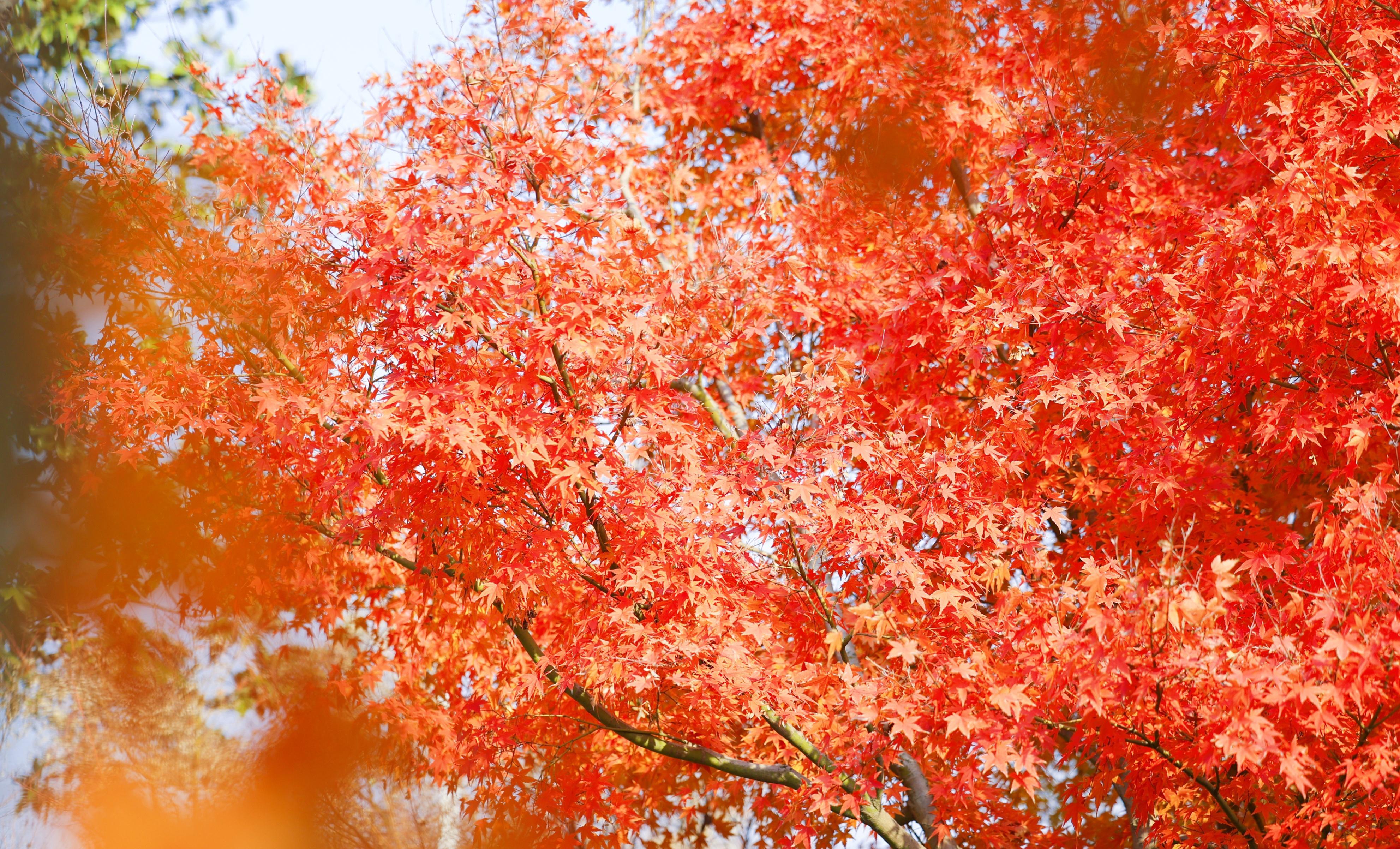 花星球一万平枫树林已成为初冬无锡最耀眼的风景