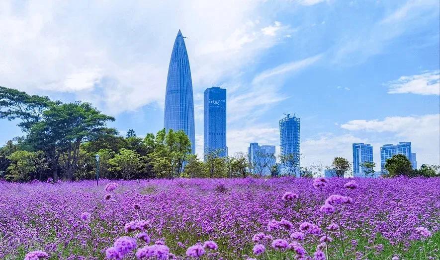 深圳版梦幻普罗旺斯花海,流花山公园马鞭草盛开_人才_时刻_城市