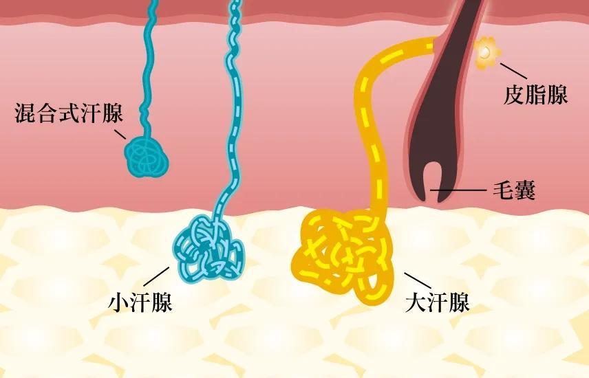 父母有狐臭,担心孩子会遗传,可以提前预防吗?_治疗_味道_问题