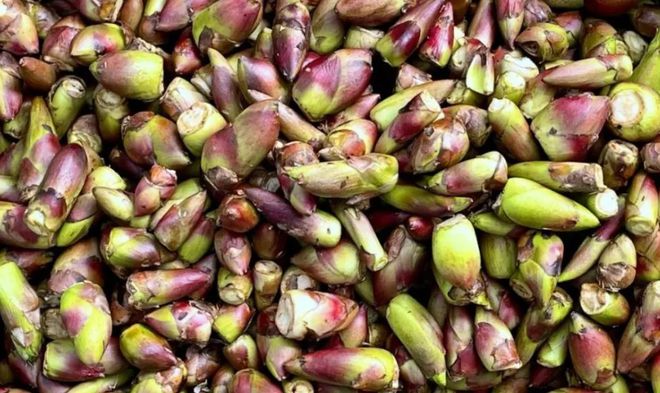 苦苦菜,灰灰菜,芨芨菜,筒筒菜_野菜_名字_甘肃人