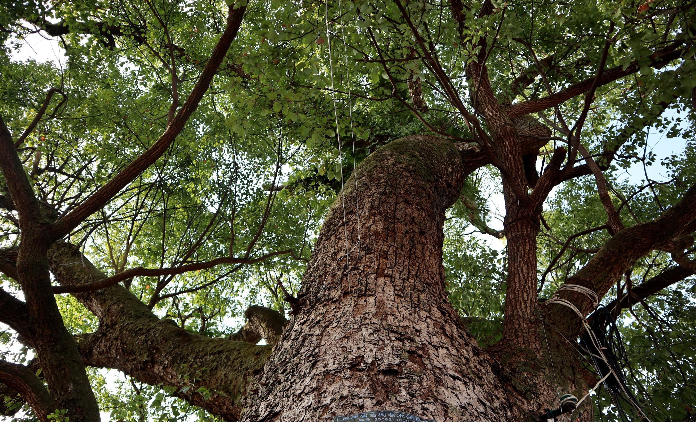 龙岩:长汀一中的3棵800年古树,是多少人的青春记忆?