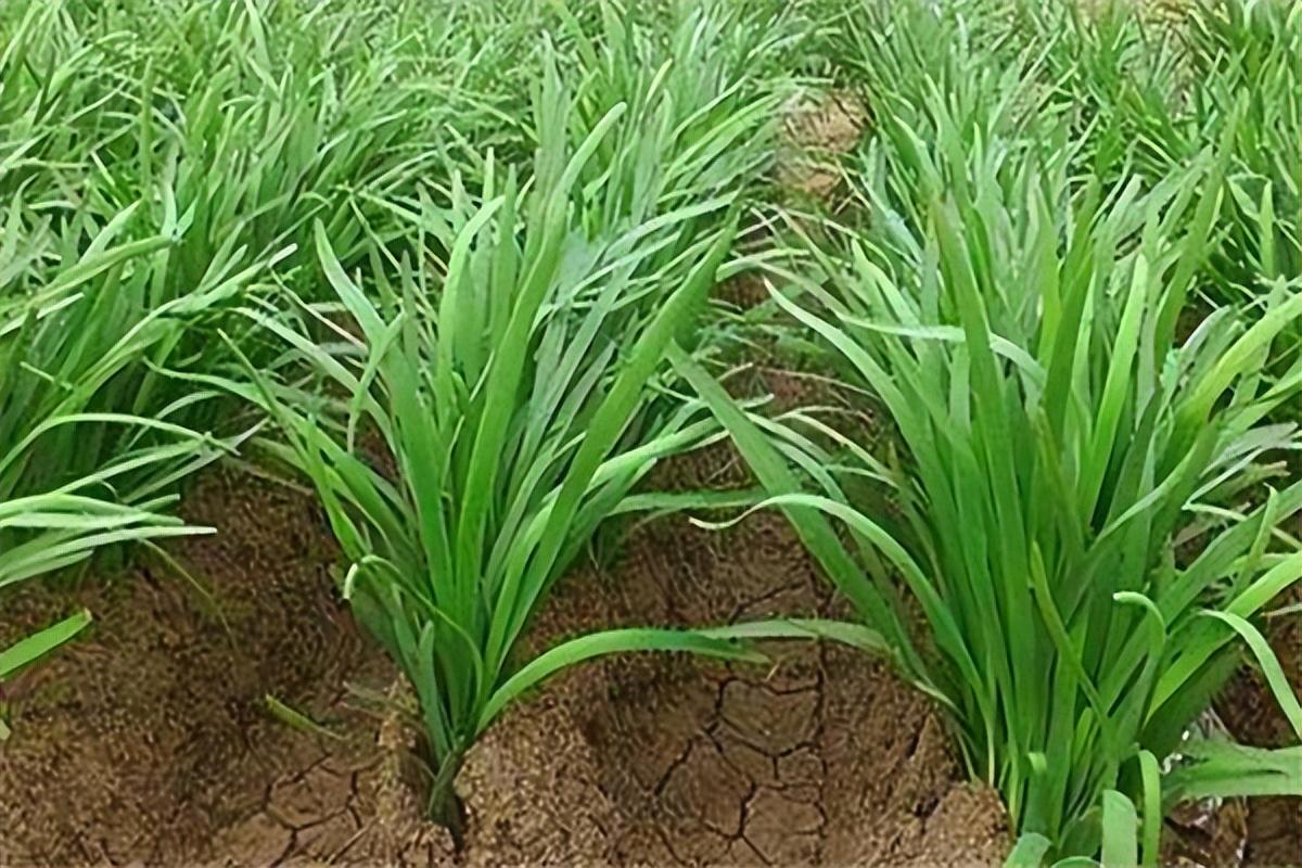 越夏韭菜如何管理就介绍到这里,希望对大家有所帮助 .