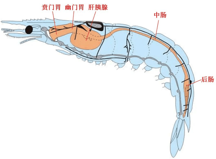 对虾结构图图片