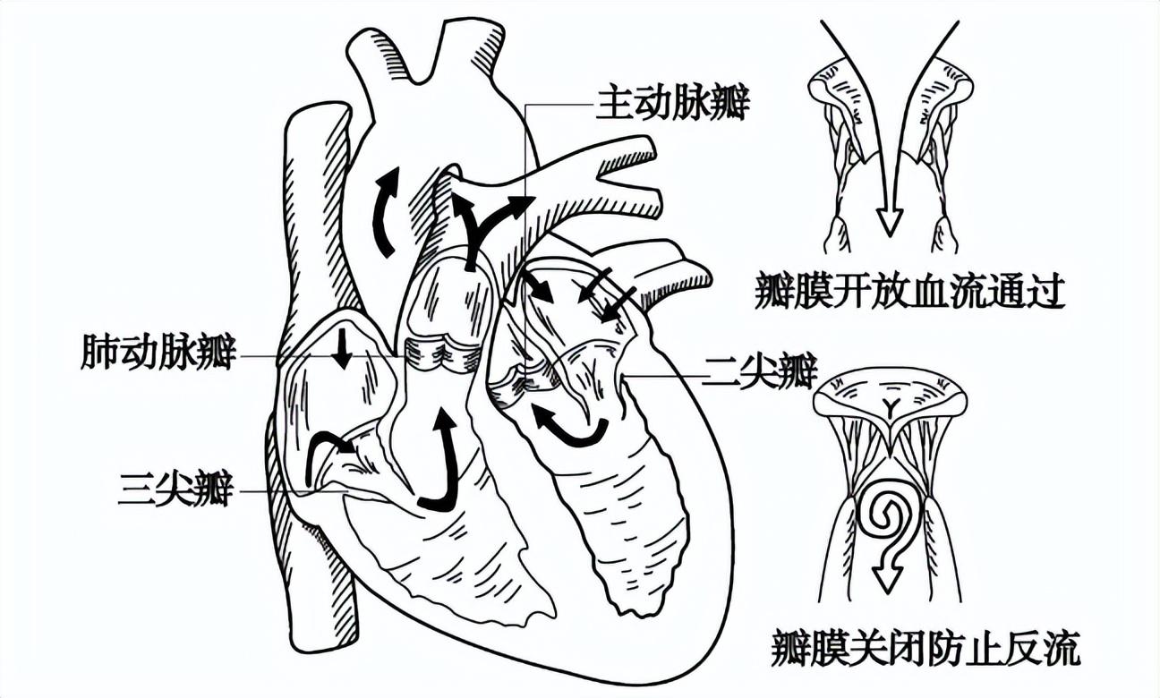 心脏瓣膜及血流示意图图片