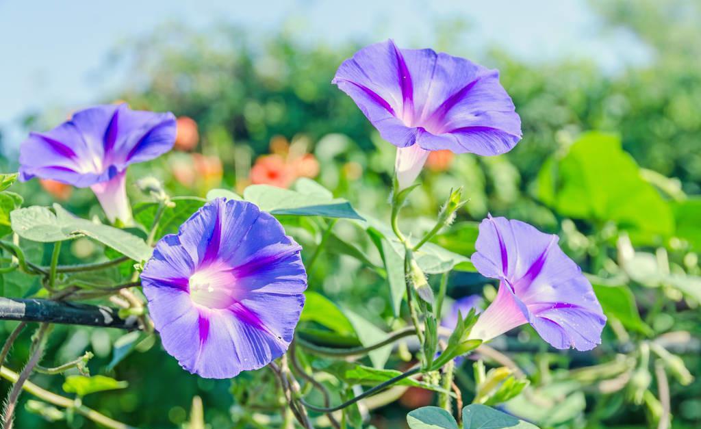 什么绿萝,常青藤,通通不如这3种花,个个都是爬墙高手!