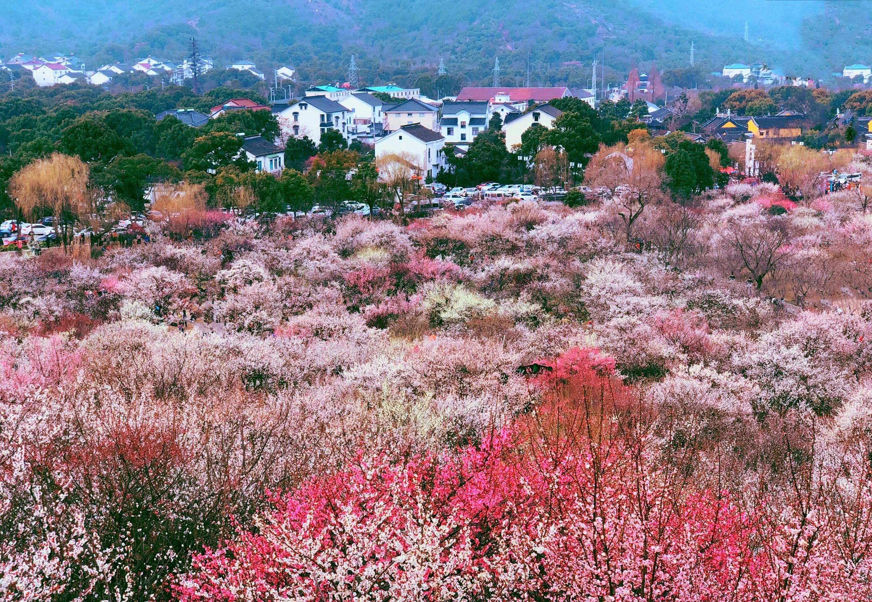 苏州以梅花著名景点图片