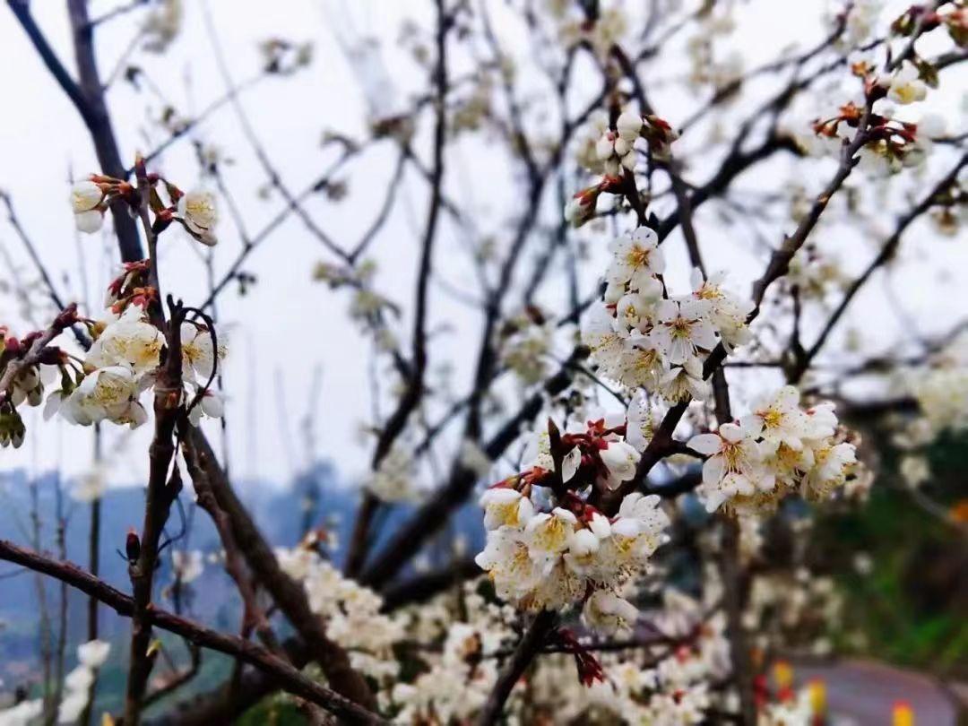 蒲江樱桃山图片