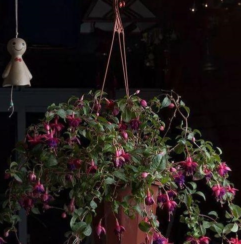 倒挂金钟何时修剪?如何摘心抹芽?_开花_进行_品种