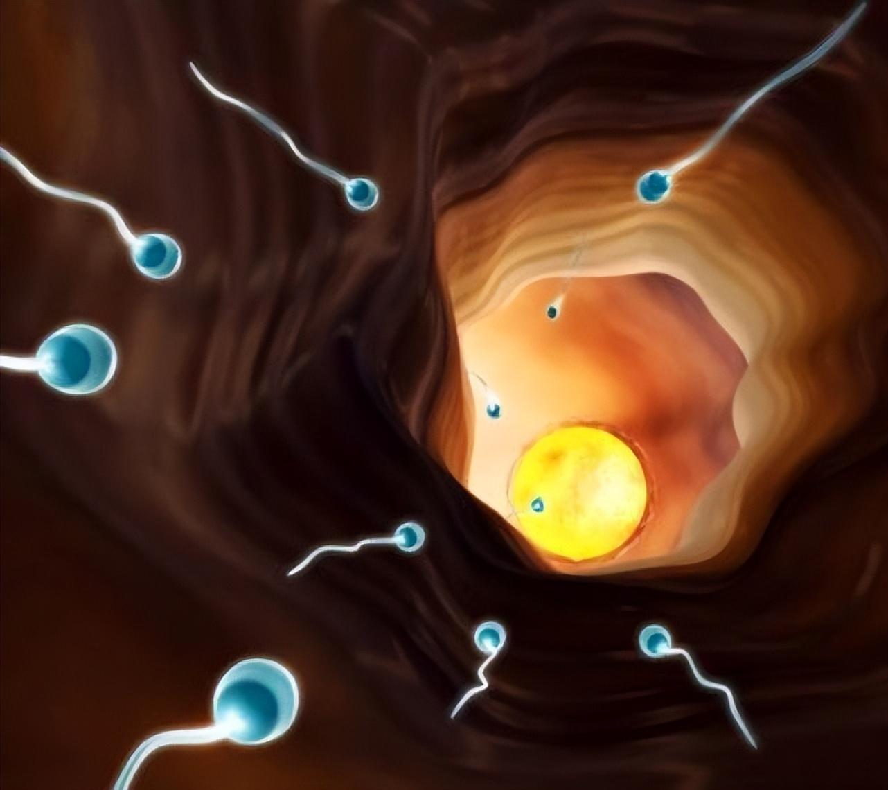 为时尚早_精子_实验_动物